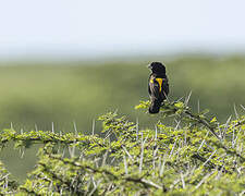 Yellow Bishop