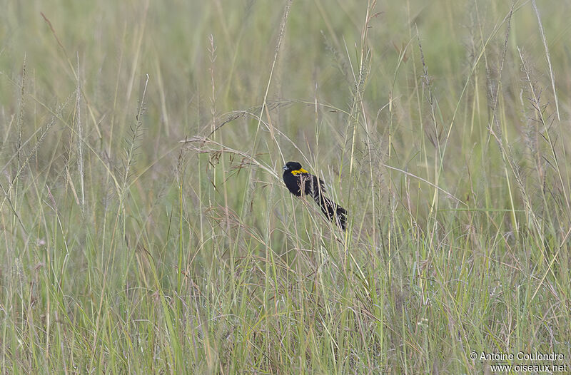 Yellow-mantled Widowbird male adult breeding