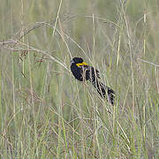 Yellow-mantled Widowbird