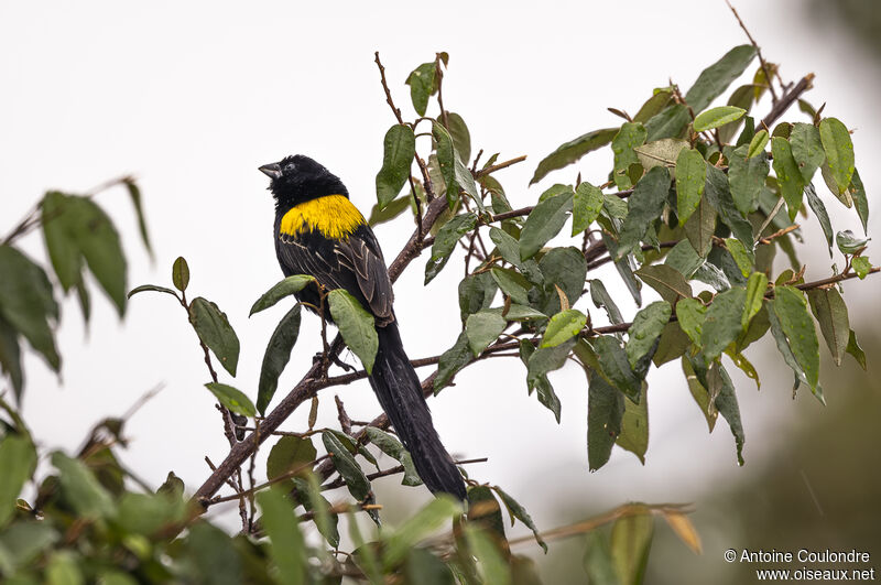 Yellow-mantled Widowbird male adult breeding