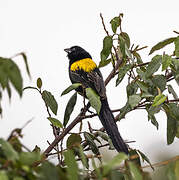 Yellow-mantled Widowbird