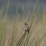 Fan-tailed Widowbird