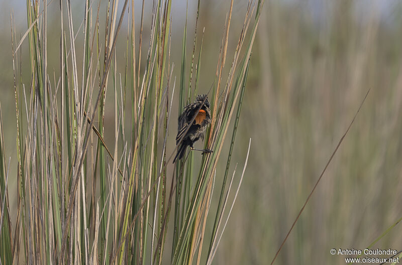 Fan-tailed Widowbird male adult