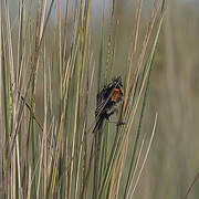 Fan-tailed Widowbird