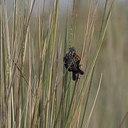 Fan-tailed Widowbird