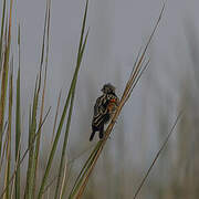 Fan-tailed Widowbird