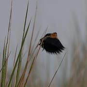 Fan-tailed Widowbird