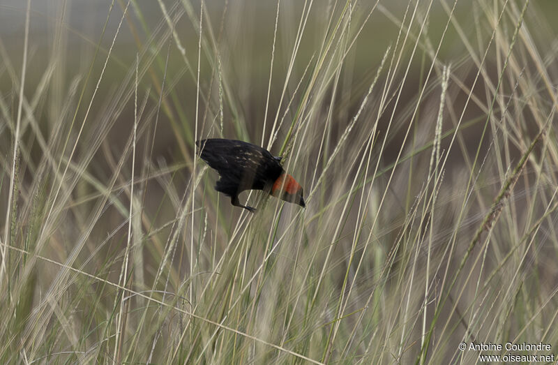 Black Bishop male adult