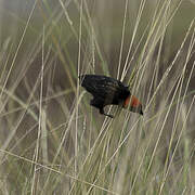 Black Bishop