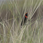 Black Bishop