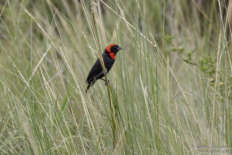 Black Bishop male adult