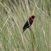 Black Bishop