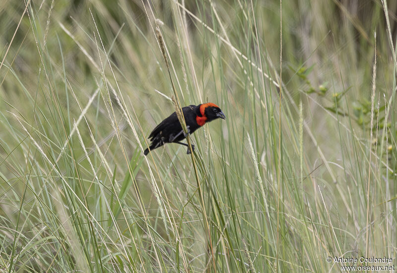 Black Bishop male adult