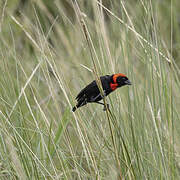 Black Bishop