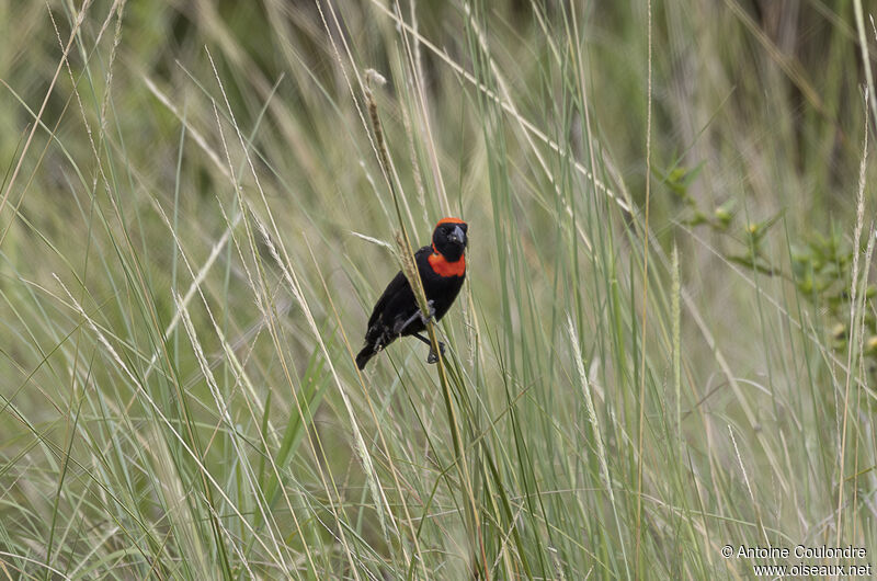 Black Bishop male adult