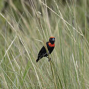 Black Bishop