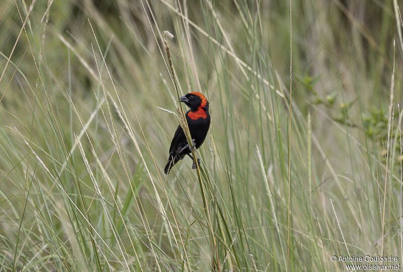 Black Bishop male adult