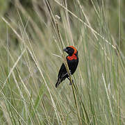 Black Bishop