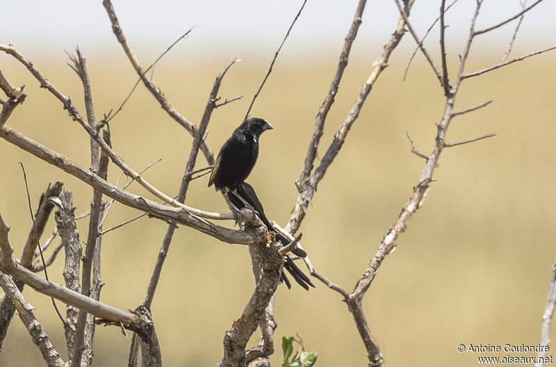 Jackson's Widowbird male adult breeding