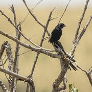 Jackson's Widowbird