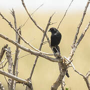 Jackson's Widowbird