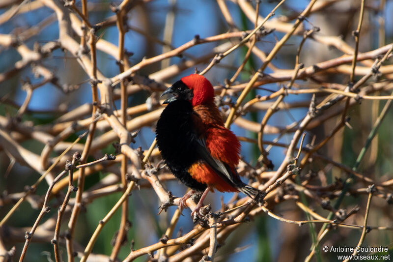 Southern Red Bishop male adult breeding