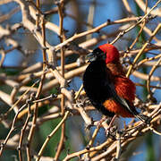 Southern Red Bishop