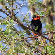 Southern Red Bishop