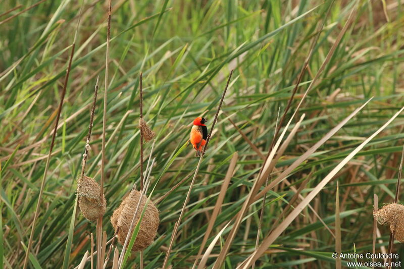 Southern Red Bishop male adult breeding, Reproduction-nesting