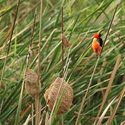 Southern Red Bishop