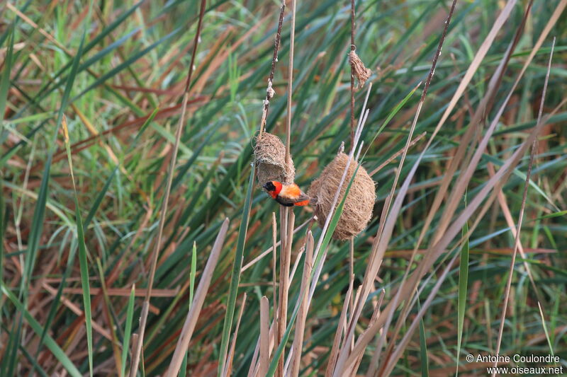 Southern Red Bishop male adult breeding