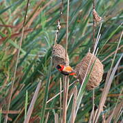 Euplecte ignicolore