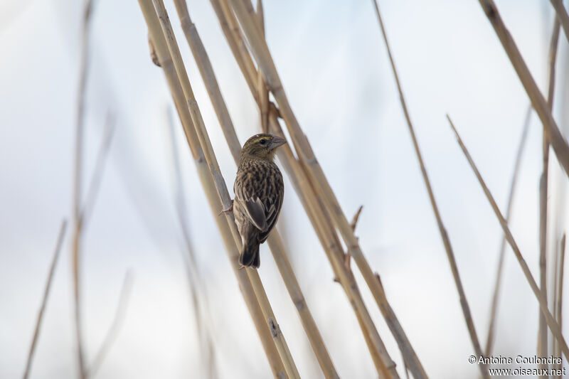 Southern Red Bishop female adult breeding