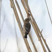 Southern Red Bishop