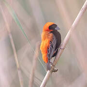 Southern Red Bishop