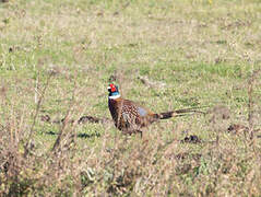 Common Pheasant