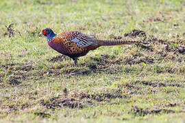 Common Pheasant