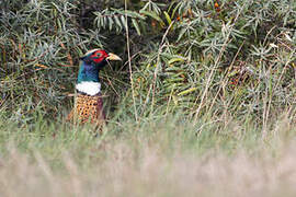 Common Pheasant