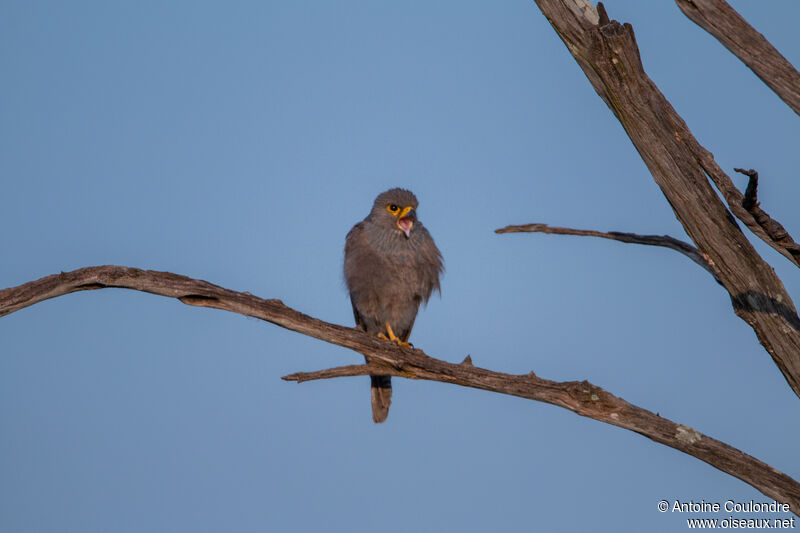 Grey Kestrel