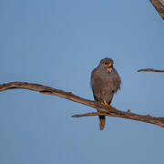 Grey Kestrel