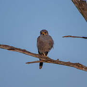 Grey Kestrel