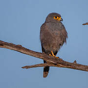 Grey Kestrel