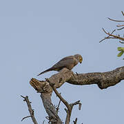 Grey Kestrel