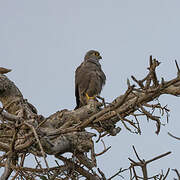 Grey Kestrel