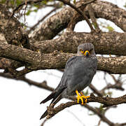 Grey Kestrel