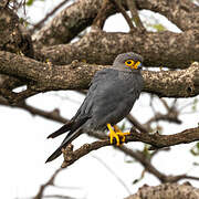 Grey Kestrel