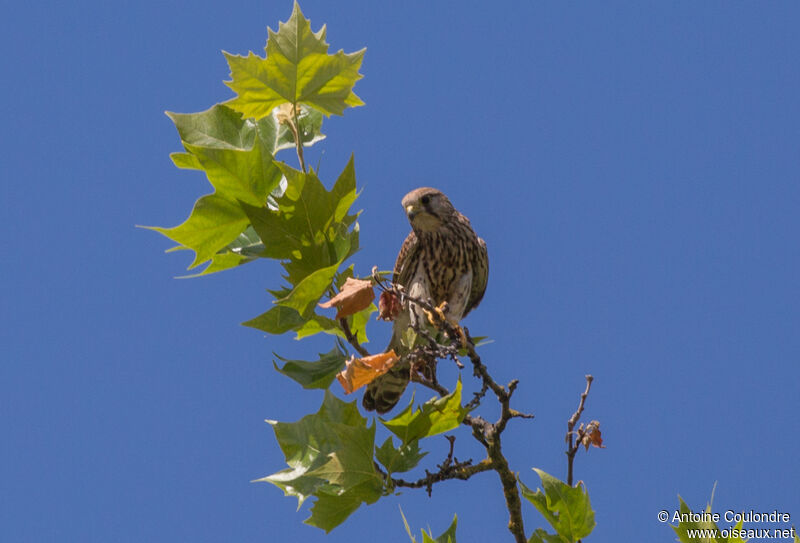 Common Kestrel female adult