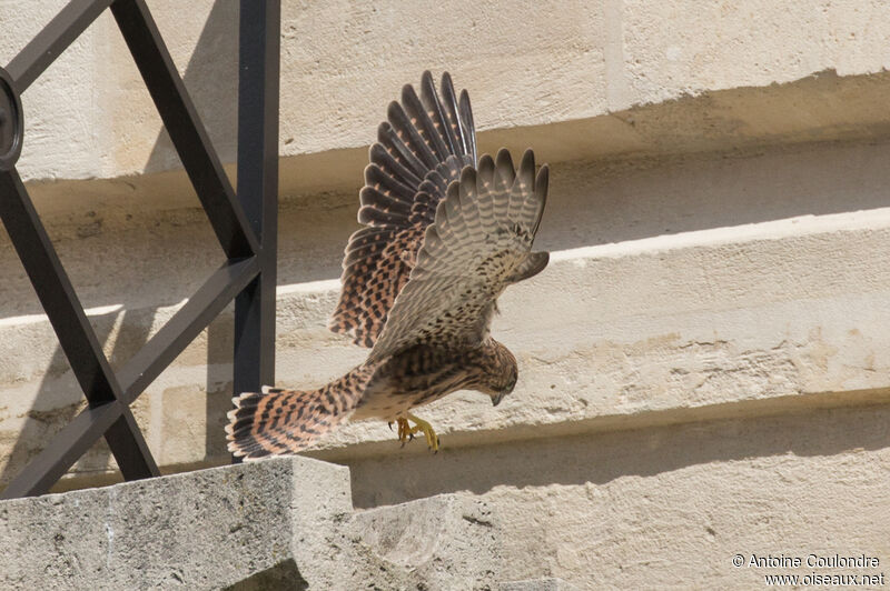 Common Kestreljuvenile