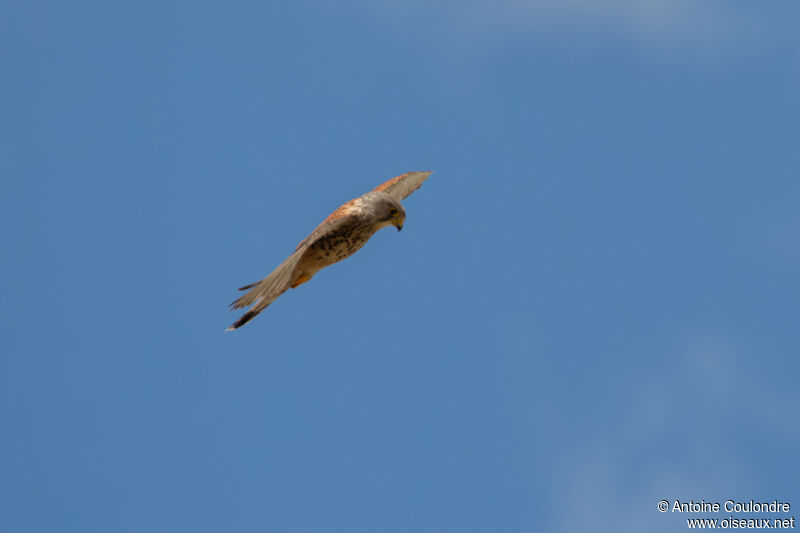 Common Kestrel male adult, Flight