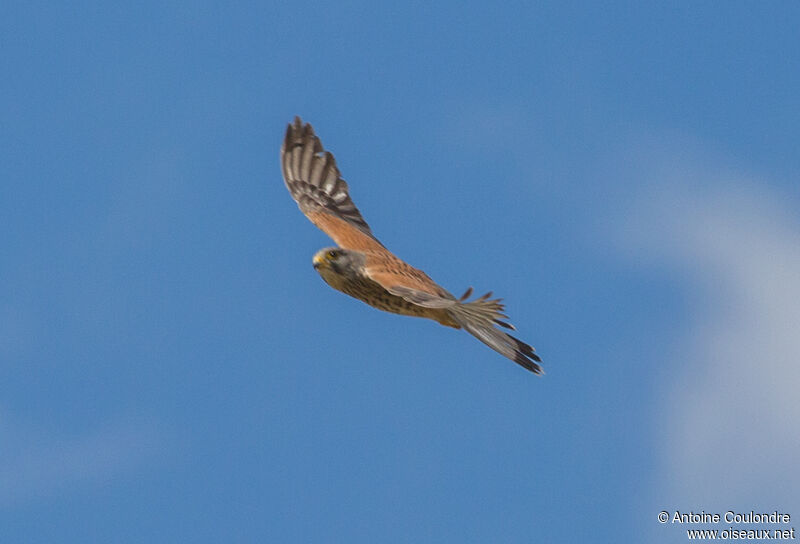 Common Kestrel male adult, Flight